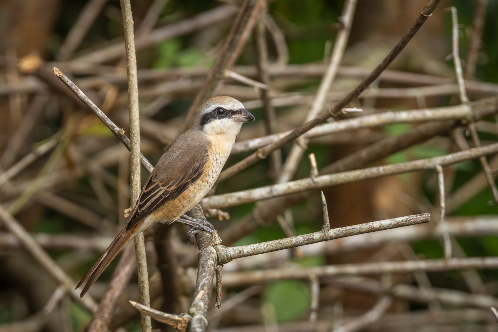 image Brown Shrike